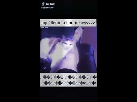 Aquí llego tú tiburón 😂😂