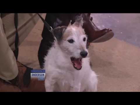 Meet the Dog Who Ate 111 Pennies