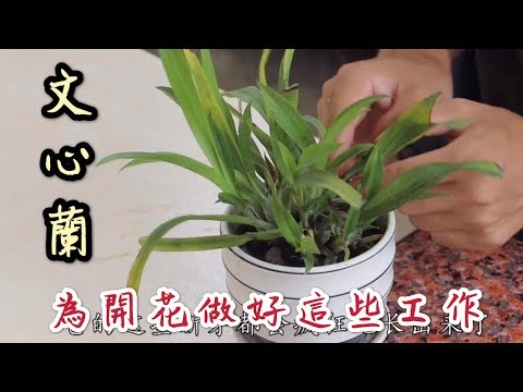 【天天小花農】文心蘭，在這個季節，為開花條件做好這些工作