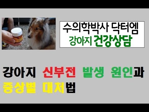 강아지 신부전 원인과 증상별 대처방법