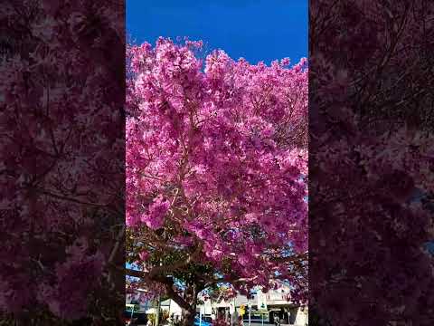 Beautiful Pink Trumpet flowers in Brisbane