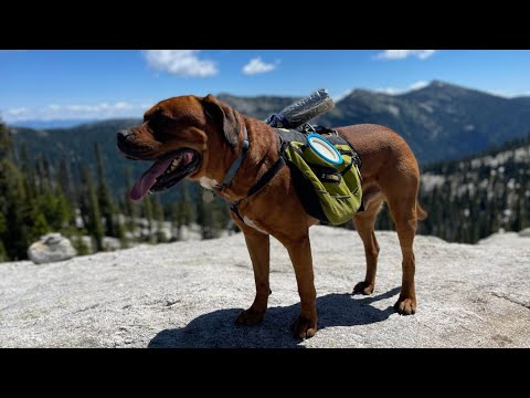 Approach Dog Pack by Ruffwear