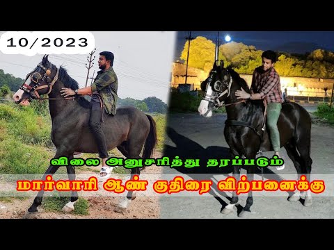 Horse Sale | ஆண் குதிரை விற்பனைக்கு - விலை அனுசரித்து தரப்படும்