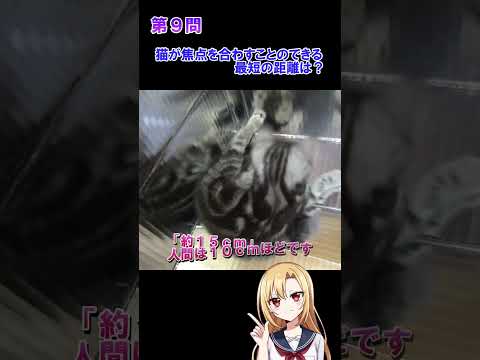 猫好きならわかる猫雑学クイズ！第９問、第１０問　#猫 #雑学 #姫華のアメショーワールド