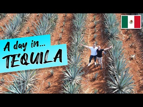 A Day in Tequila - Agave Fields, Tasting, Tequila Express & More (Mexico Vlog)