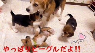 [ビーグル]子犬でもやっぱりビーグルです❤️(ルビー)