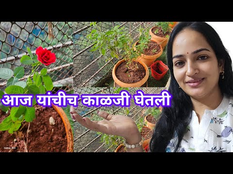 आज हे काम पूर्ण झाल.🪴झाडांची मशागत केली  #vlog #tree #balkanigarden