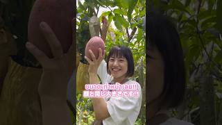 超巨大！ジャガパットマンゴーを収穫🥭🇹🇭✨