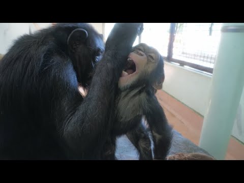 Cooky gets attacked by Ren 😁　Kumamoto City Zoo Chimpanzee 202411