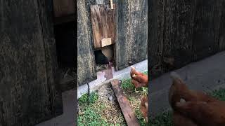 Chickens, beautiful day!! #beautifulday #chickens #chickenlovers #happychickens #freerangechickens