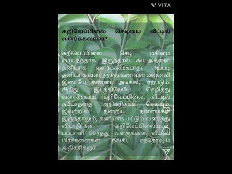 கறிவேப்பிலை செடியை வீட்டில்ㅠ? #கருவேப்பிளை #கறிவேப்பிலை#கறிவேப்பிலை #கறிவேப்பிலை #கறிவேப்பிலை