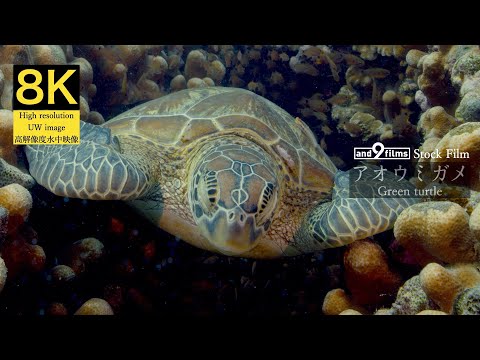 【8K 水中映像】甲羅を掃除されるアオウミガメ / Green turtle / Chelonia mydas