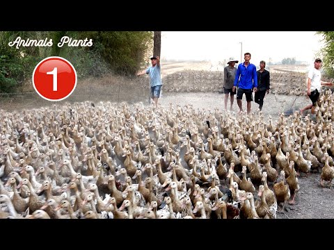 The duck | Duck |The scene where the Ducks run down the train to get into the car? P1.Animals Plants