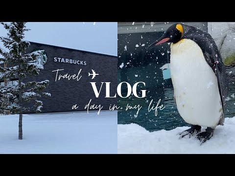 【旅vlog】冬・北海道　DAY2   旭川観光｜はじめての旭山動物園｜絶品！旭川名物・塩ホルモンを堪能｜〆に旭川ラーメンを流し込む｜美しいスターバックスを訪れる