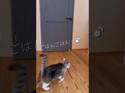 どうぞおぼっちゃま #ねこ動画 #ねこ #保護猫 #cat #子どもと猫 #おぼっちゃま #朝ごはん #ことねこくらし