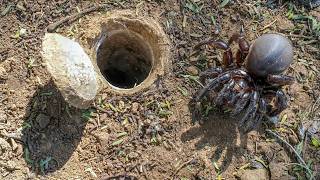 Discover the SECRET Life of the African Trapdoor Spider!