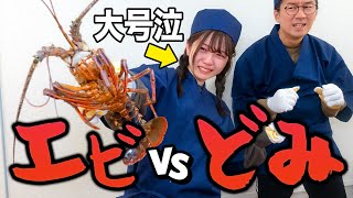 【放送事故】女子メンバー大号泣！？超巨大な伊勢海老を料理したら大変な事になりました…