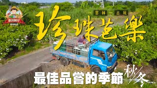 【做田囡仔】《古坑🍐珍珠芭樂》大果10斤裝＋當天現採＋冷藏宅配 ★產地直送用心栽種★