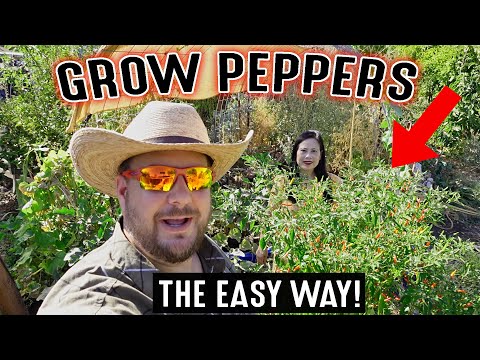 The Easiest Way To Grow Peppers At Home! FEAT Our Favorite Variety (Sliling Labuyo) W/ Edible Leaves