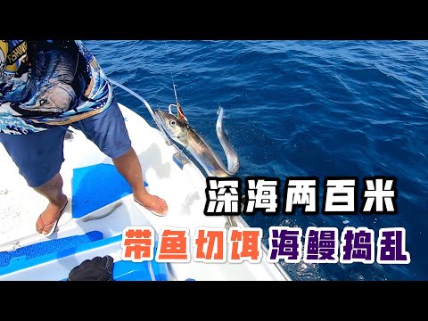 深海200米被带鱼欺负，海鳗鱼也频频捣乱，最后只能找笛鯛出气。Fishing at 200m deep sea, hairtail fish and eel come to attack