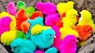 Tangkap Ayam lucu,Ayam warna warni ,Ayam Rainbow,Ayam,marmut, Dunia hewan lucu Gokil part 37