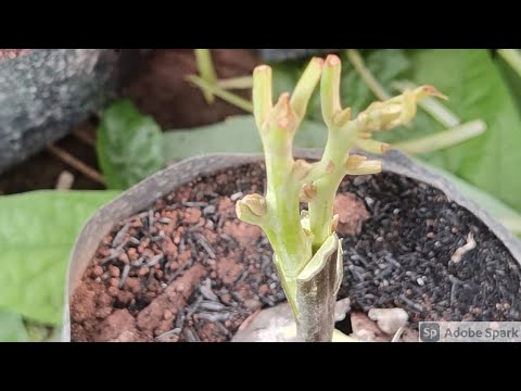 grafting avocado technique | HOW TO GRAFT AVOCADO #shorts