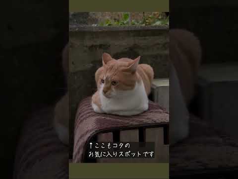 縁側ねこ コタの思い出｜今はとくに何もしていないコタです  #ねこ #コタ #ネコ