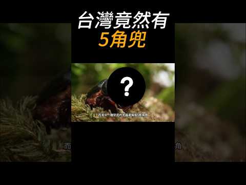 台灣竟然有5角兜 ！？#insects #科普 #兜蟲