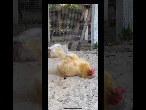 Dust bathing! #summer #homestead #hen #chicken #eggs #chickencoop #dust #