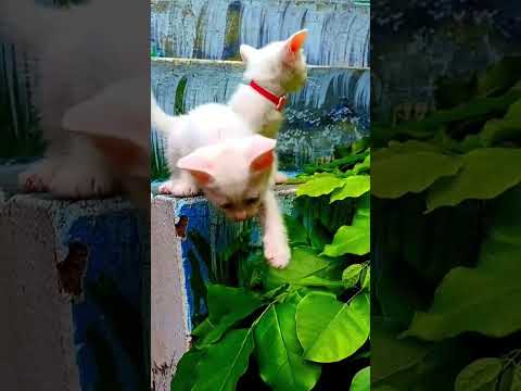 Good to see you cute #cat #kitten #viralvideo #viralshort