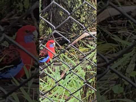 Rosella parrot Blue Mountains Australia