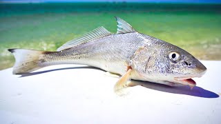 Beach Fishing to Catch Dinner - WHITING Catch & Cook