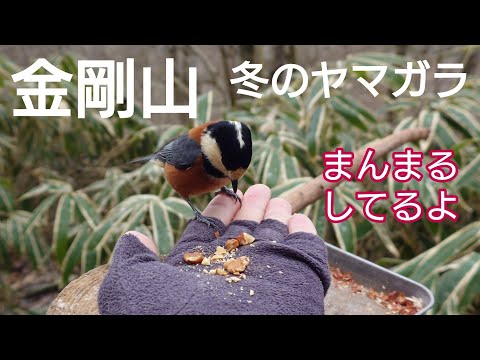 金剛山　冬のヤマガラ（ショート切抜き）