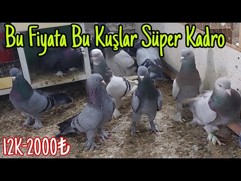 Bu Fiyata Bu Kuşlar, Süper Kadro.