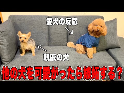 飼い主が親戚の犬ばっか構ってたらうちの子は嫉妬するのか？