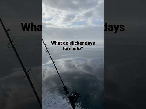 What happens when the weather cooperates?!?! #fullcoolers #fishing #perfect #shortvideo #limits