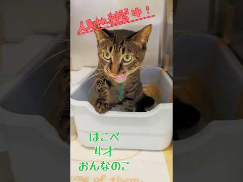 【譲渡動物紹介】はこべ01 #shorts #cat #保護猫 #川崎市 #キジ猫 #シャー猫