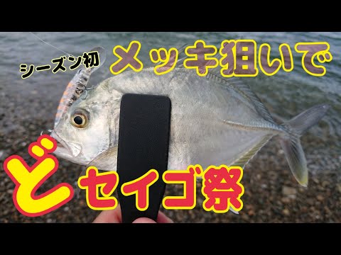 メッキを狙ったらセイゴが釣れ続ける地獄だった！