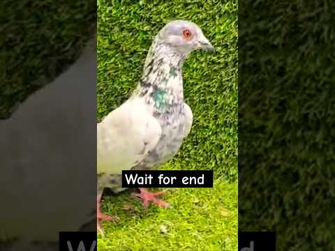 Madrasi kabootar 😎 #pigeon #shortvideo #shorts #viralvideo