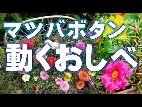 すごい植物の知恵！【マツバボタンのおしべが動く】これは、驚きの事実です。