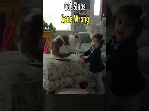 Cat Slaps Gone Wrong