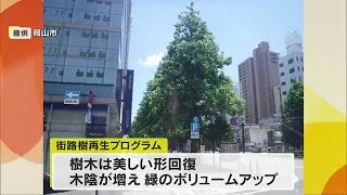 岡山市内中心部は緑のボリュームがアップ！「街路樹再生プログラム」５年間の成果を発表【岡山】 (24/12/13 11:30)