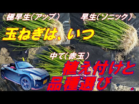 玉ねぎ（タマネギ） の 植え方 と、栽培 品種の選び方、早生、中て、晩生、もっと早い？ 2023.11.4 siba life No95