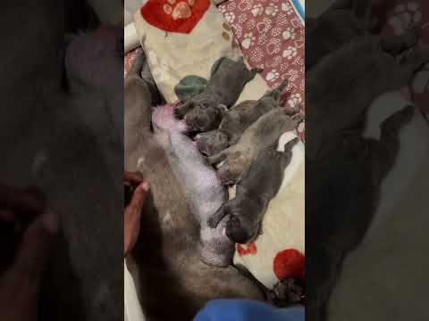 2 Day old #frenchie #puppies Dinner Time! #whelping #dog #frenchbulldog #puppy #love #breeding