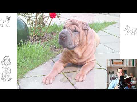 Chinese Shar Pei