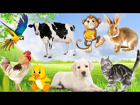 Cute little animals around us: Dogs, Cats, Chickens, Cows, Pigs, Buffaloes…