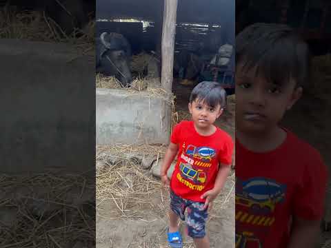 Kid feeding buffalo