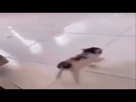 cat runs into a wall