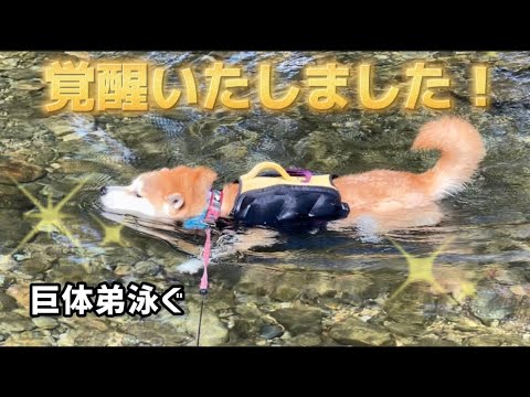 陽キャ弟柴犬が覚醒して兄柴犬師匠スイマーより"スイマー"になってしまった！