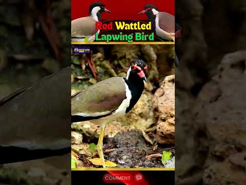 Sound of Red-Wattled Lapwing Bird | Nature’s Alarm Bird | Creative Nature #birds #shorts